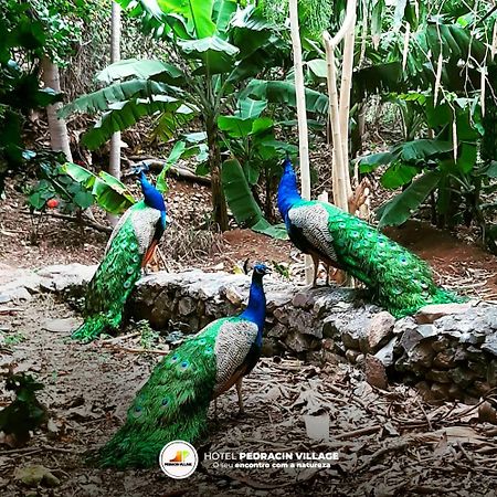 Pedracin Village Ribeira Grande Ngoại thất bức ảnh