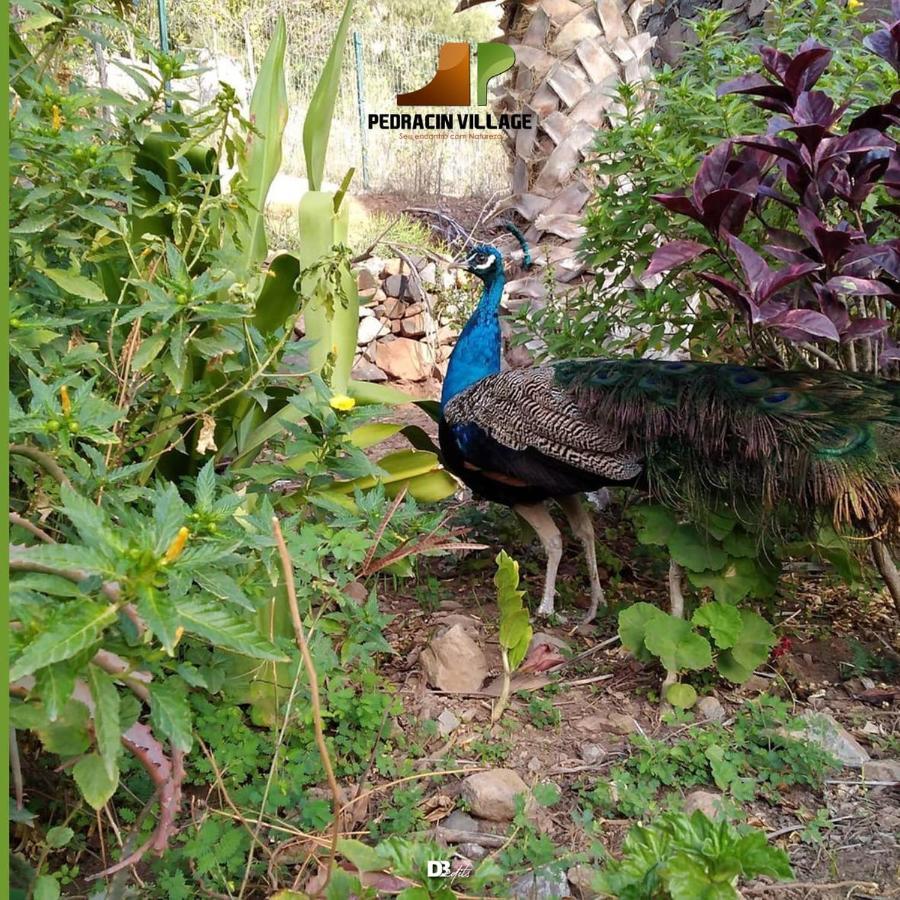 Pedracin Village Ribeira Grande Ngoại thất bức ảnh
